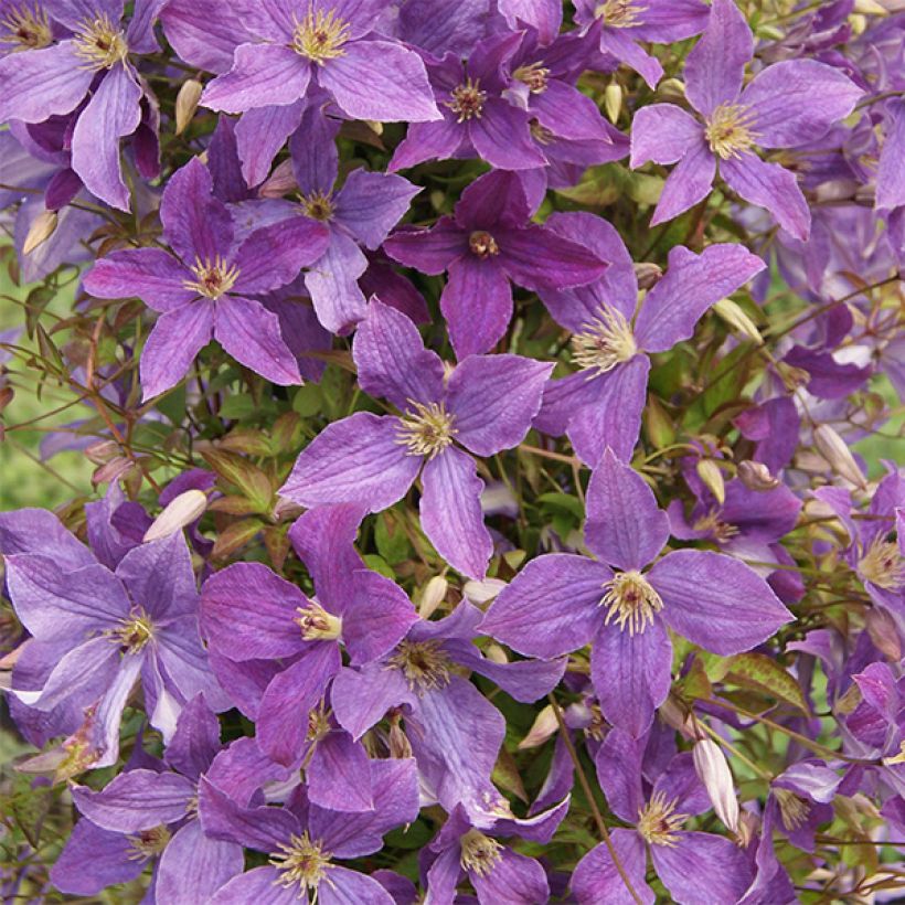 Clématite - Clematis viticella Sunny Sky (Floraison)