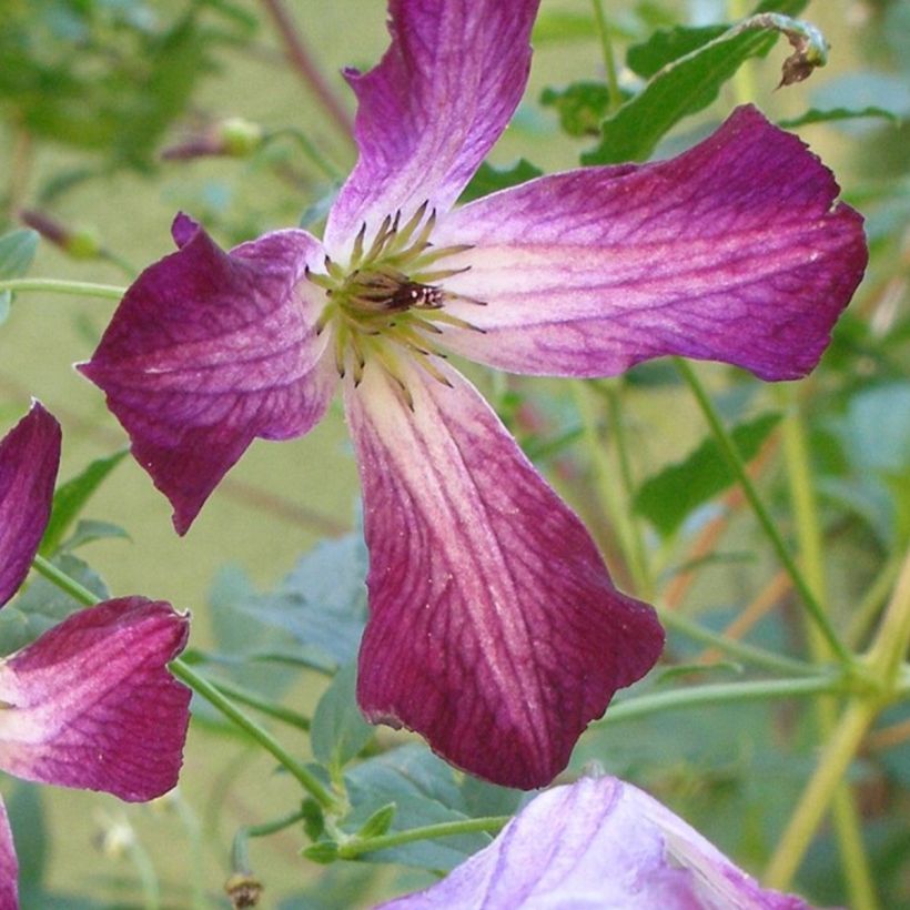 Clématite italienne - Clematis viticella Walemburg (Floraison)