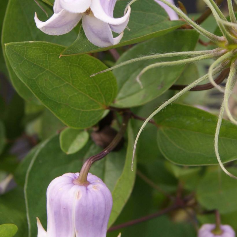 Clématite - Clematis Annabella  (Feuillage)