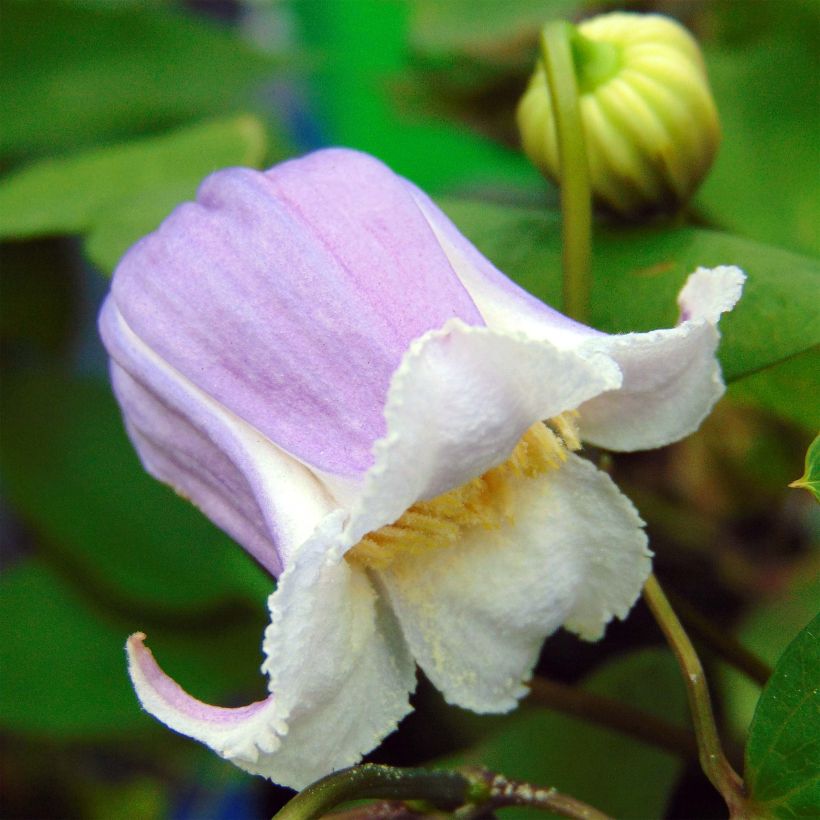 Clématite - Clematis Annabella  (Floraison)