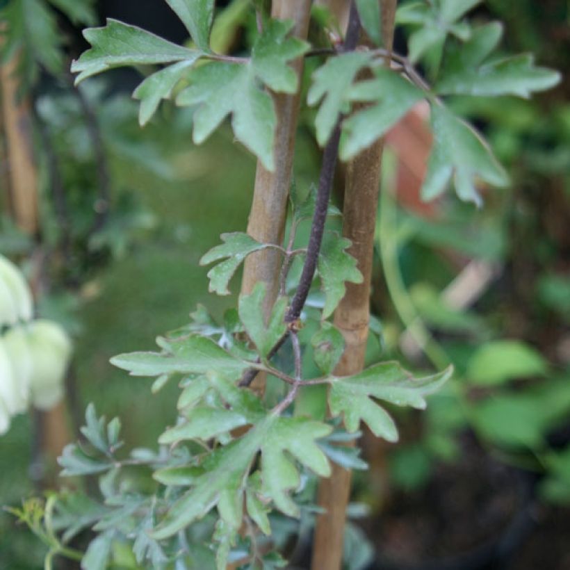 Clématite - Clematis Avalanche®  (Feuillage)