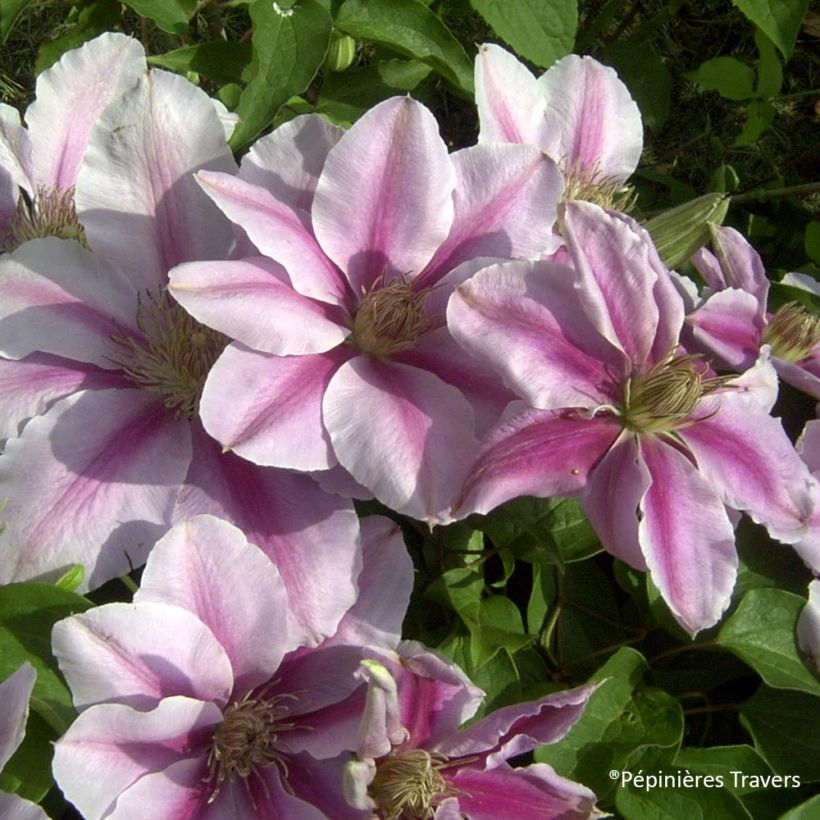 Clématite Bee's Jubilée (Floraison)