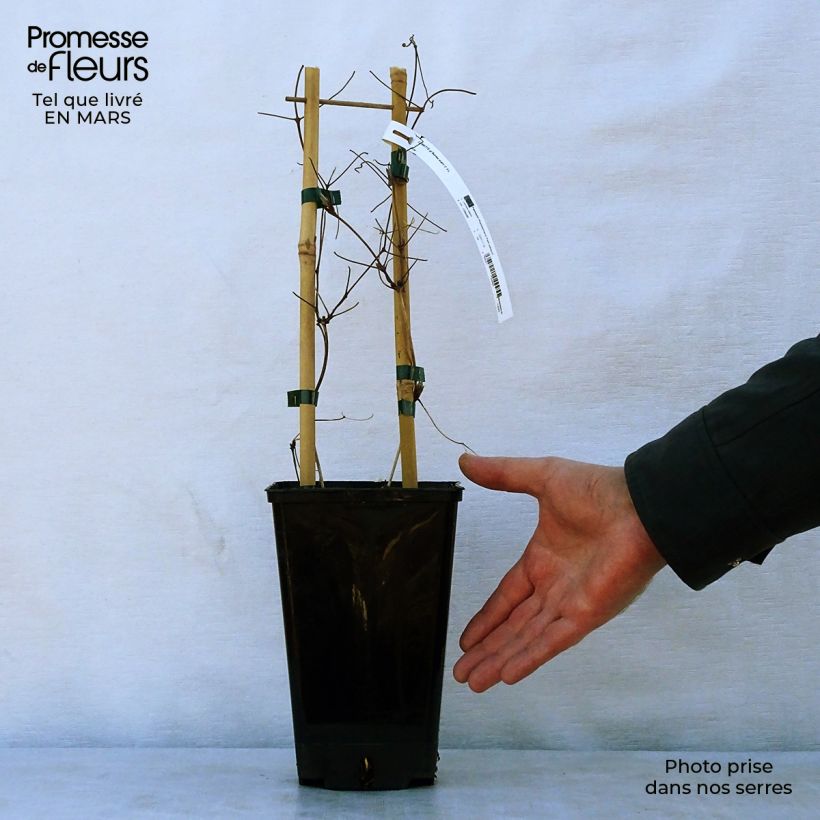 Spécimen de Clématite Burma Star en pot de 2L./3L. tel que livré au printemps