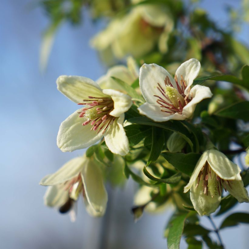 Clématite Christmas Surprise - Clematite de Noël (Floraison)