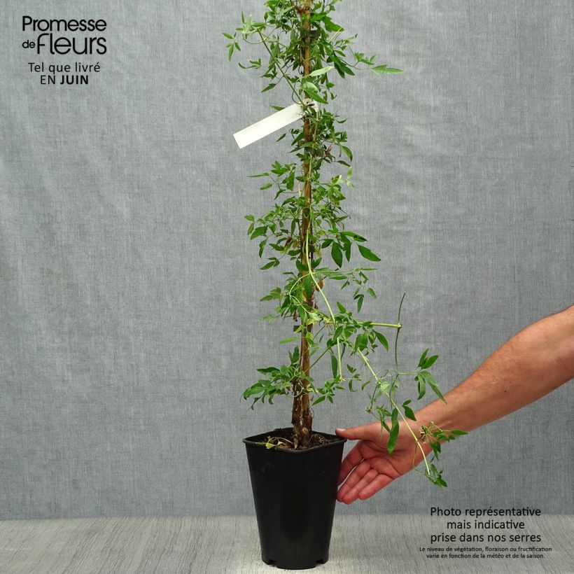 Spécimen de Clématite Christmas Surprise - Clematite de Noël Pot de 2L/3L tel que livré en été