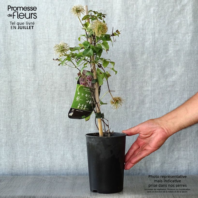 Spécimen de Clématite - Clematis Andromeda Pot de 2L/3L tel que livré en été