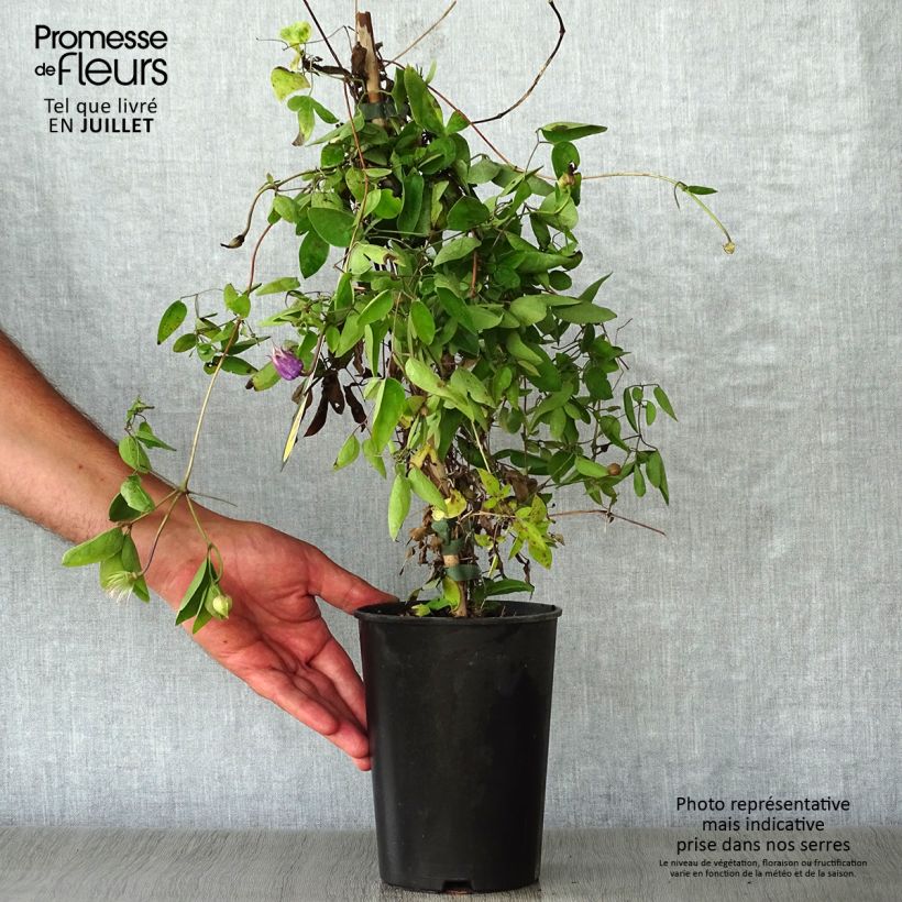 Spécimen de Clématite - Clematis Annabella  tel que livré en ete