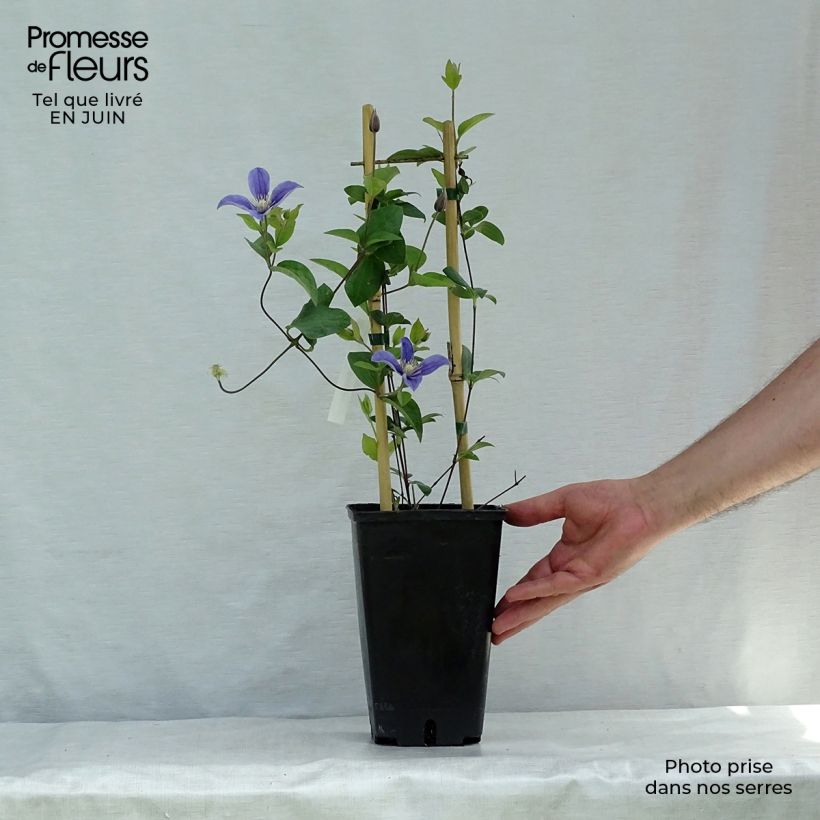 Spécimen de Clématite - Clematis Arabella Pot de 1,5L/2L tel que livré en été
