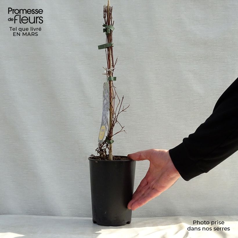 Spécimen de Clématite - Clematis Arabella Pot de 1.5L/2L tel que livré au printemps