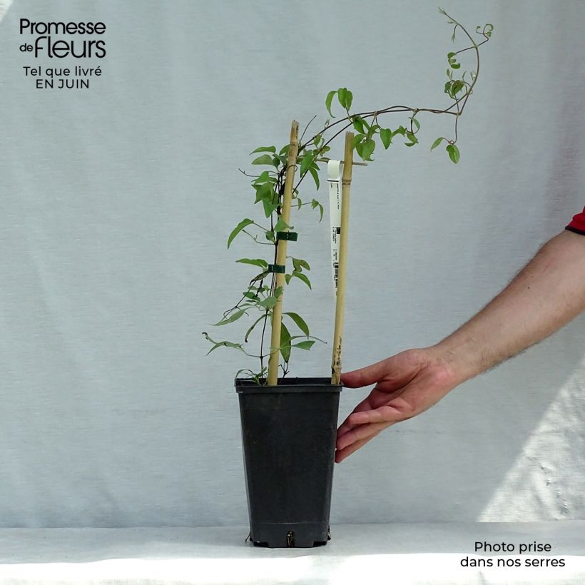 Spécimen de Clématite - Clematis Asao Pot de 2L/3L tel que livré en été