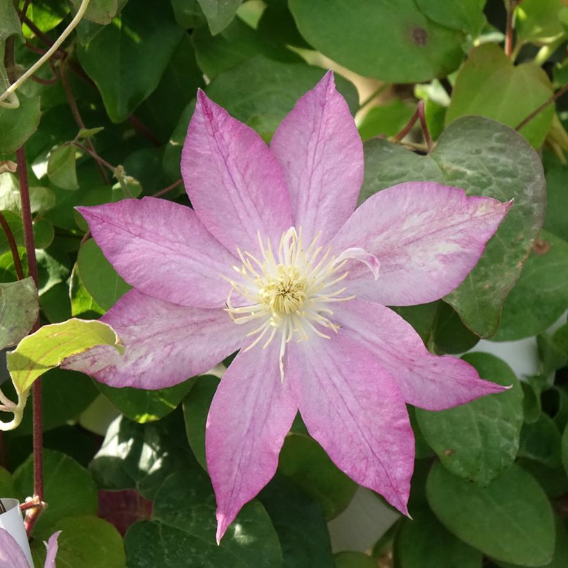 Clématite - Clematis Asao (Floraison)