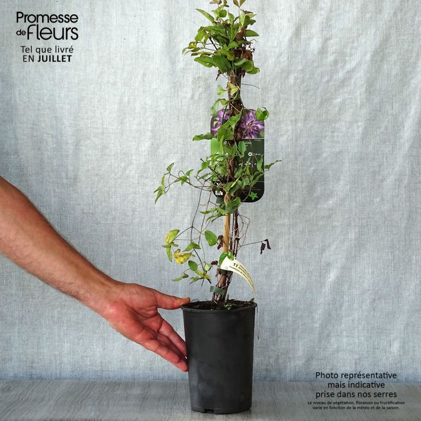 Spécimen de Clématite - Clematis Astra Nova Pot de 2L/3L tel que livré en été