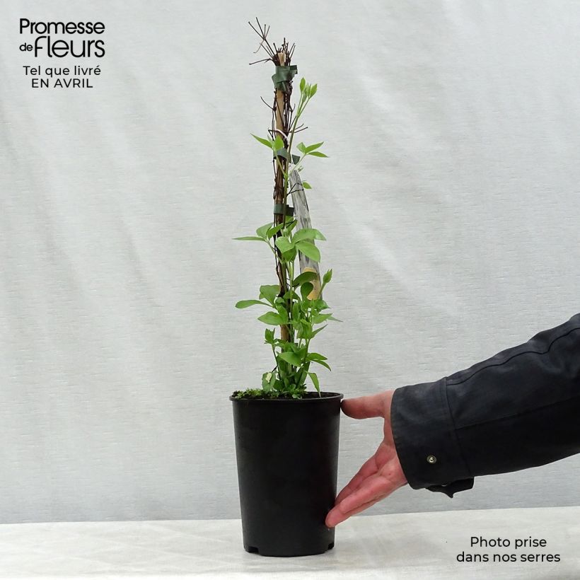 Spécimen de Clématite - Clematis Baby Star Pot de 2L/3L tel que livré au printemps