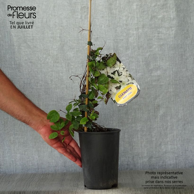 Spécimen de Clématite - Clematis Baby Star Pot de 2L/3L tel que livré en été