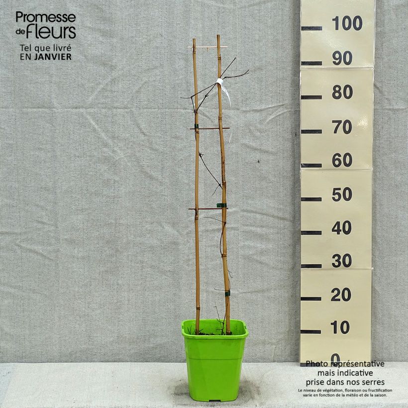 Spécimen de Clématite - Clematis Barbara Harrington Pot de 3L/4L tel que livré en hiver