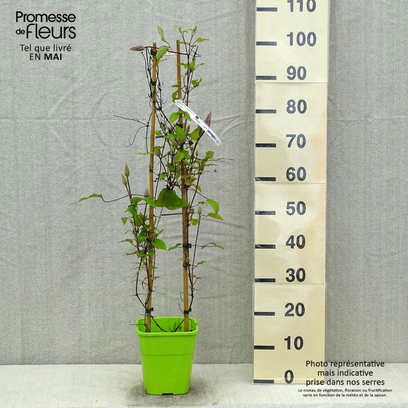 Spécimen de Clématite - Clematis Barbara Harrington en pot de 3/4L tel que livré au printemps