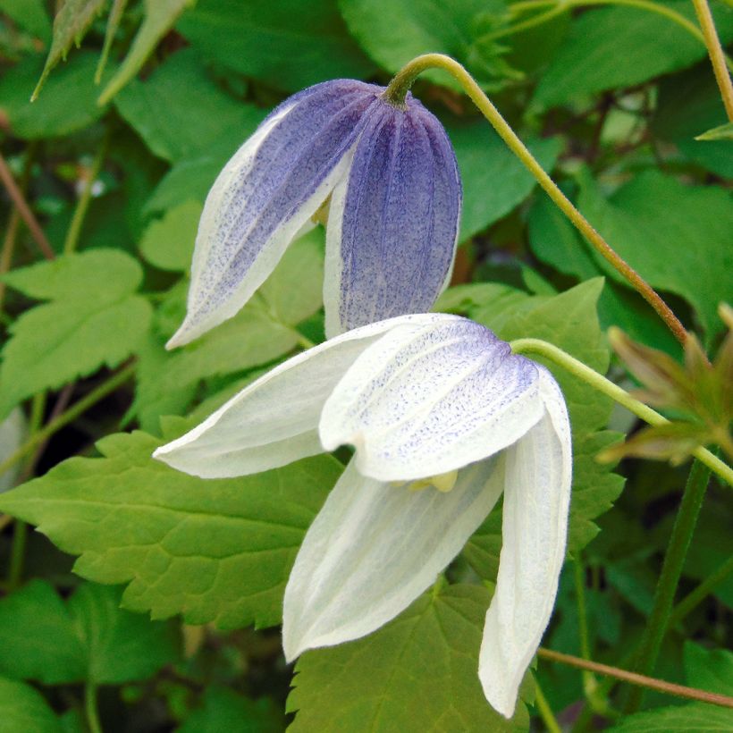 Clématite - Clematis Blue Eclipse (Floraison)