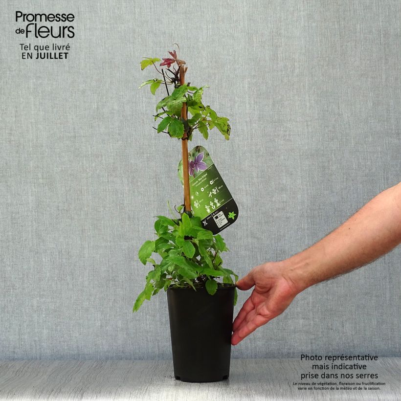 Spécimen de Clématite - Clematis Blue Eclipse Pot de 2L/3L tel que livré en été