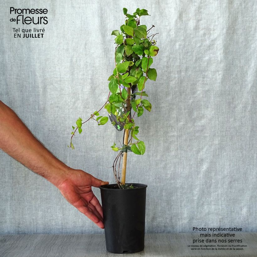 Spécimen de Clématite - Clematis Blue Light Pot de 1,5L/2L tel que livré en été