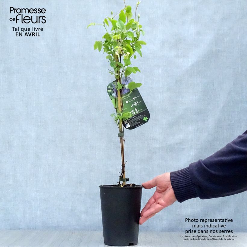 Spécimen de Clématite - Clematis Blue Light Pot de 1.5L/2L tel que livré au printemps