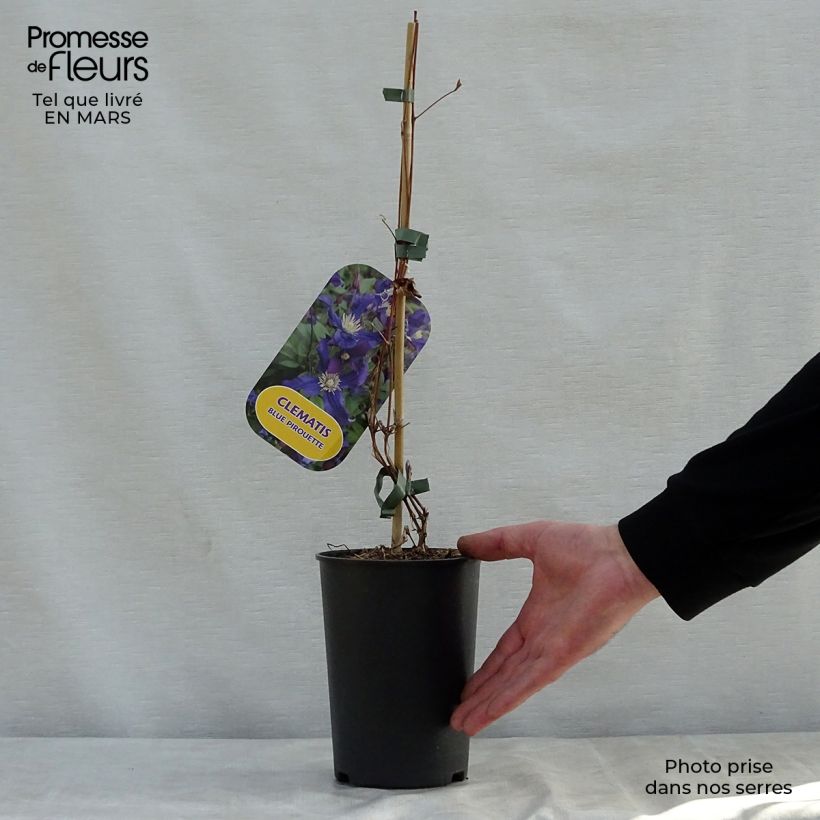 Spécimen de Clématite - Clematis Blue pirouette Pot de 2L/3L tel que livré au printemps
