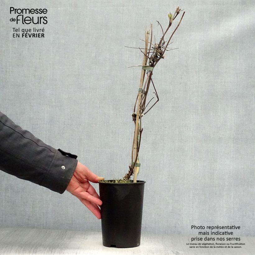 Spécimen de Clématite - Clematis Brunette tel que livré en hiver