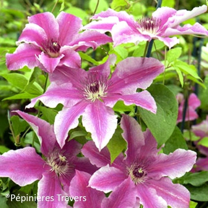 Clématite - Clematis Carnaby (Floraison)