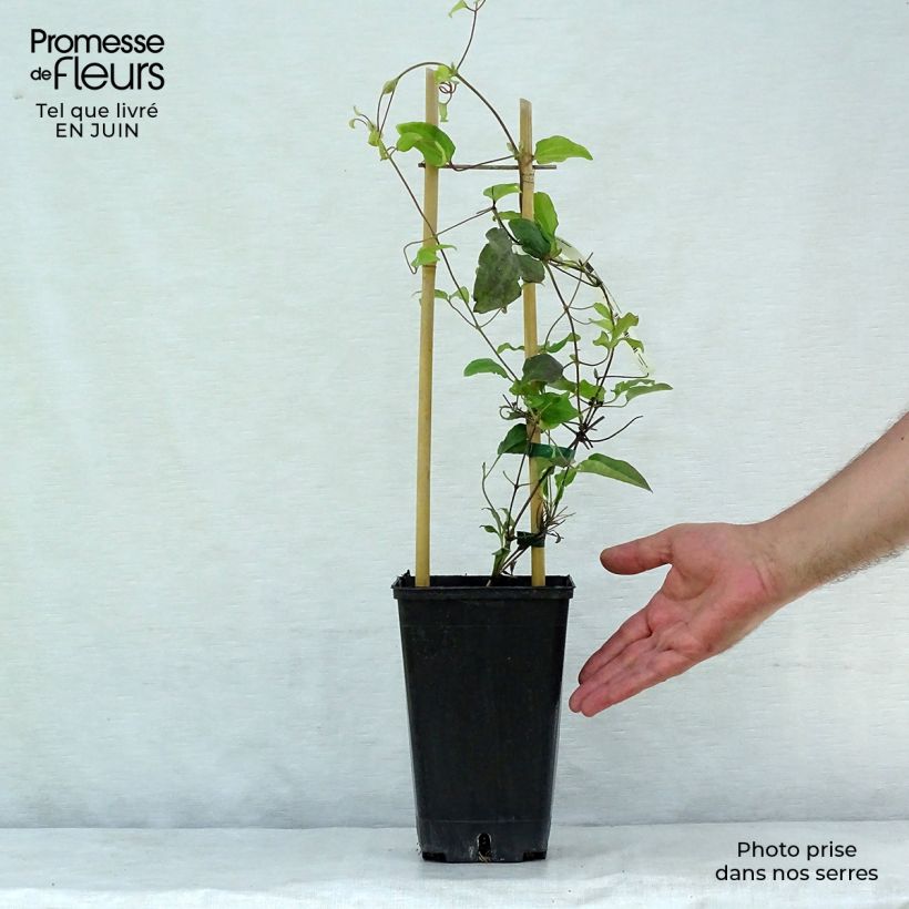 Spécimen de Clématite - Clematis Carnaby Pot de 1,5L/2L tel que livré en été