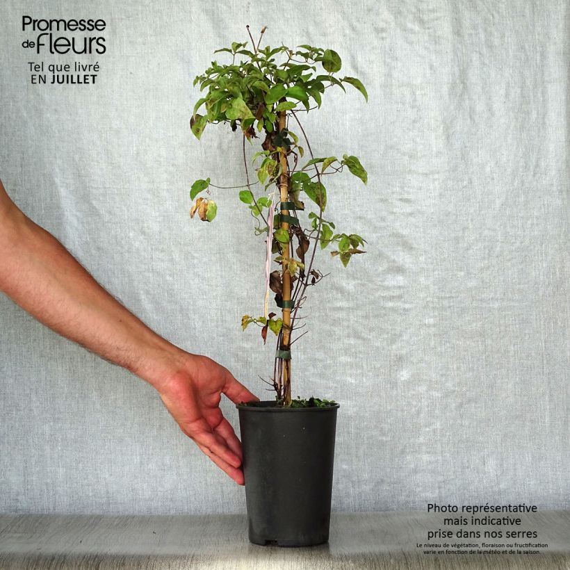 Spécimen de Clématite - Clematis Caroline Pot de 2L/3L tel que livré en été