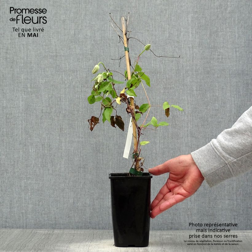 Spécimen de Clématite - Clematis Cezanne en pot de 1,5/2L.. tel que livré au printemps