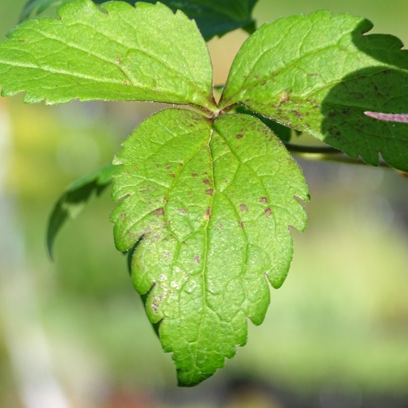 Clématite - Clematis Columella (Feuillage)