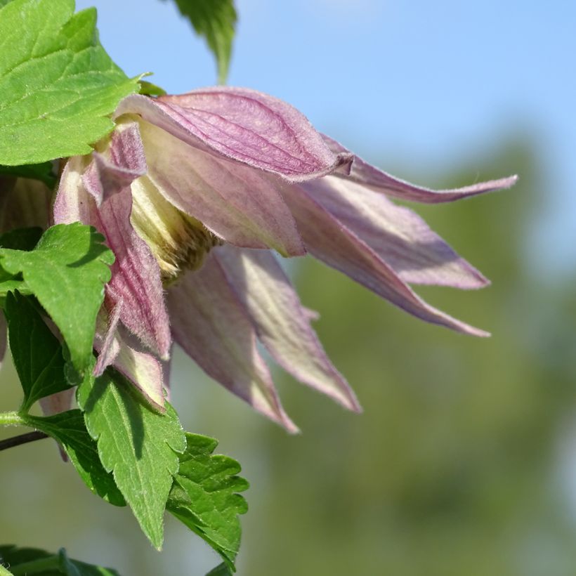 Clématite - Clematis Columella (Floraison)