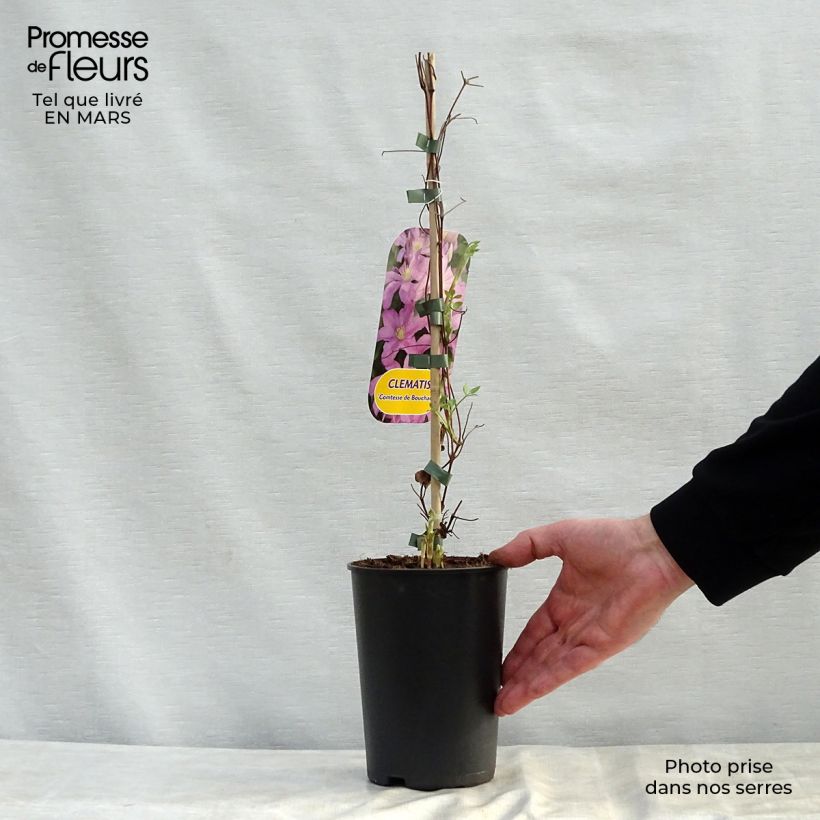 Spécimen de Clématite - Clematis Comtesse de Bouchaud en pot de 2/3L tel que livré au printemps