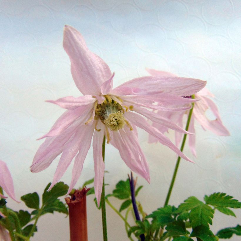 Clématite - Clematis Country Rose (Floraison)