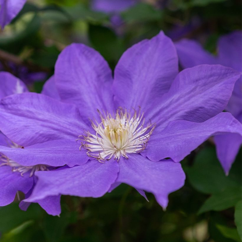 Clématite - Clematis Couronne Royale (= Haku Ookan) (Floraison)