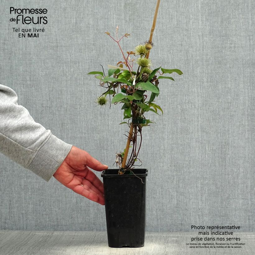 Spécimen de Clématite - Clematis Couronne Royale (= Haku Ookan) Pot de 1,5L/2LHauteur livrée env. 30/40cm tel que livré au printemps