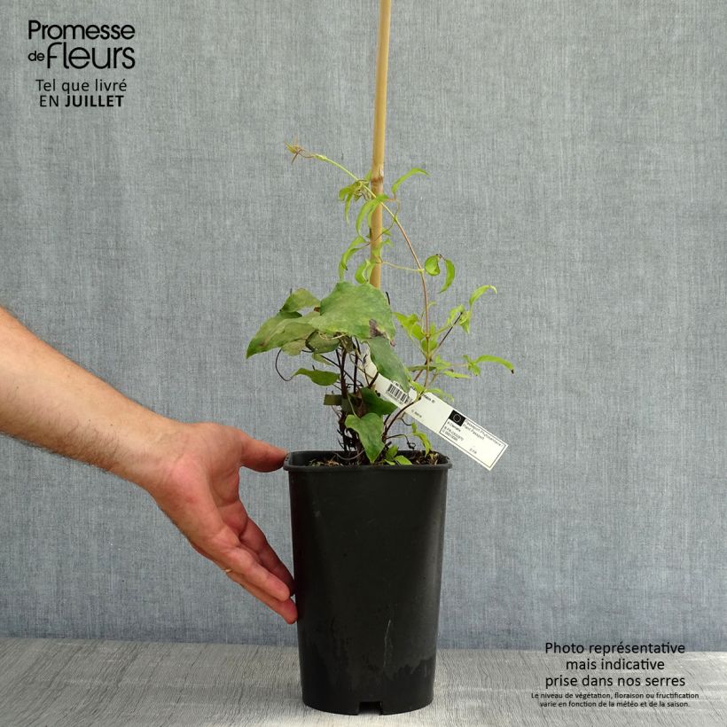 Spécimen de Clématite - Clematis Crystal Fountain Pot de 2L/3L tel que livré en été