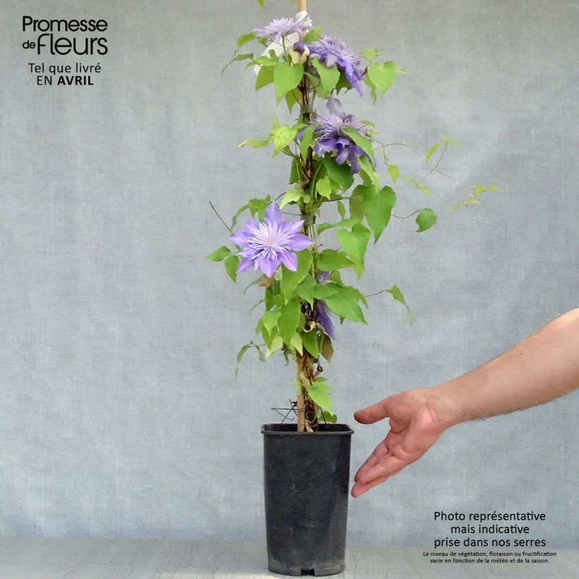 Spécimen de Clématite - Clematis Crystal Fountain Pot de 2L/3L tel que livré au printemps