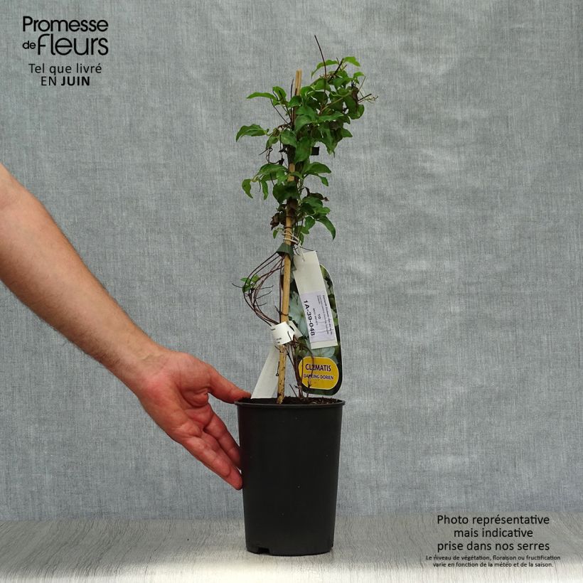 Spécimen de Clématite - Clematis Dancing Dorien®  Zodado Pot de 2L/3L tel que livré en été