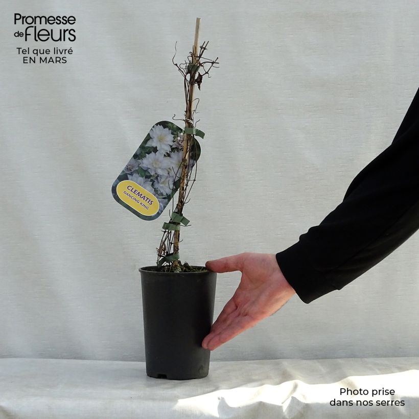 Spécimen de Clématite - Clematis Dancing King Pot de 2L/3L tel que livré au printemps