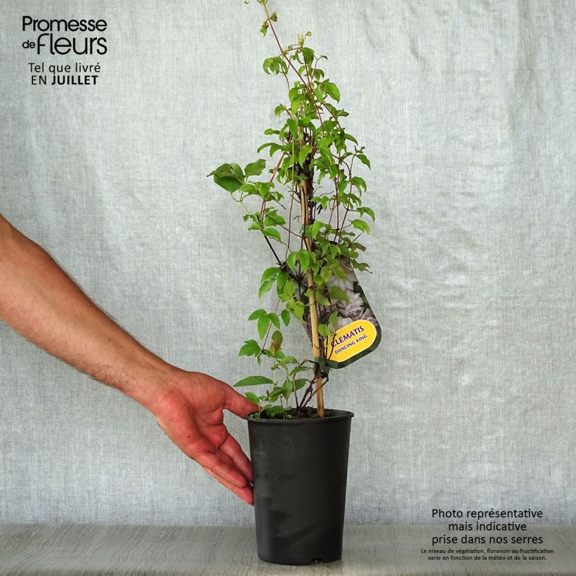 Spécimen de Clématite - Clematis Dancing King Pot de 2L/3L tel que livré en été