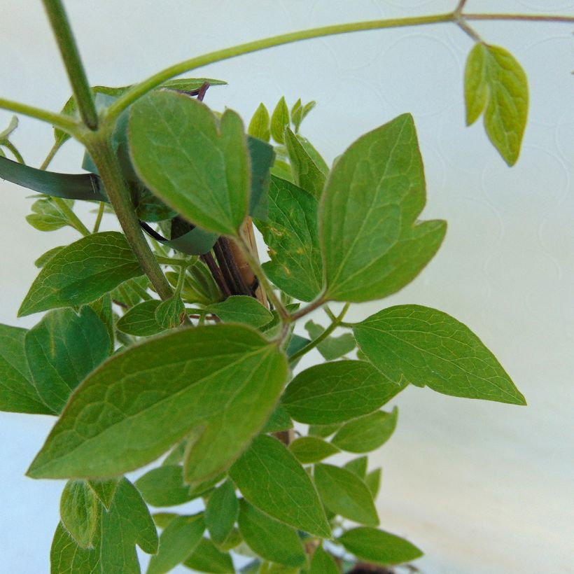 Clématite - Clematis Dancing Queen (Feuillage)