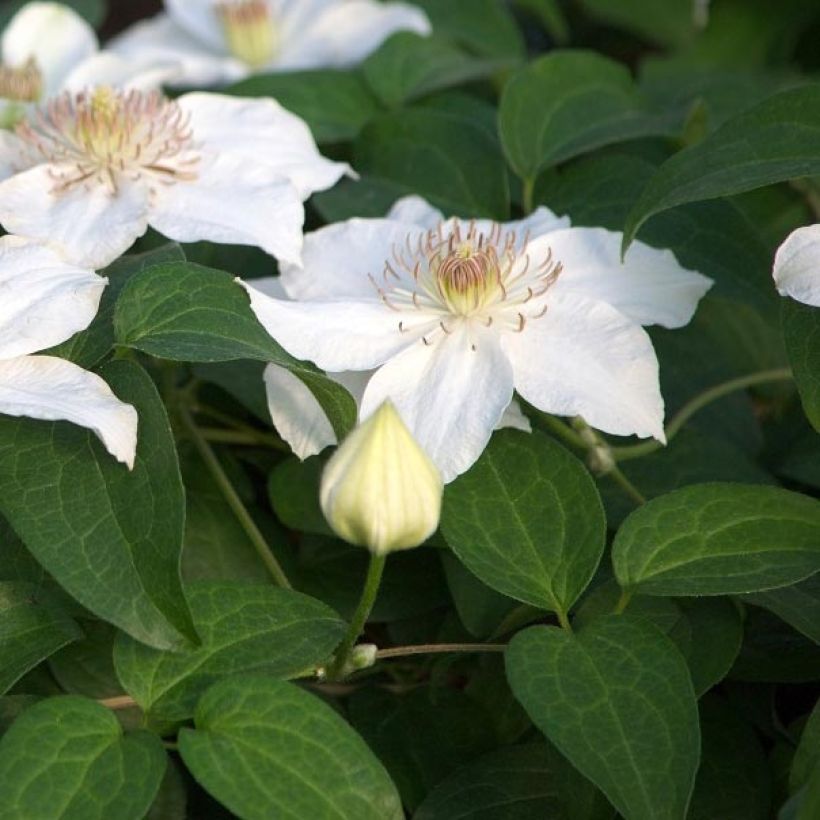 Clématite - Clematis Destiny (Feuillage)