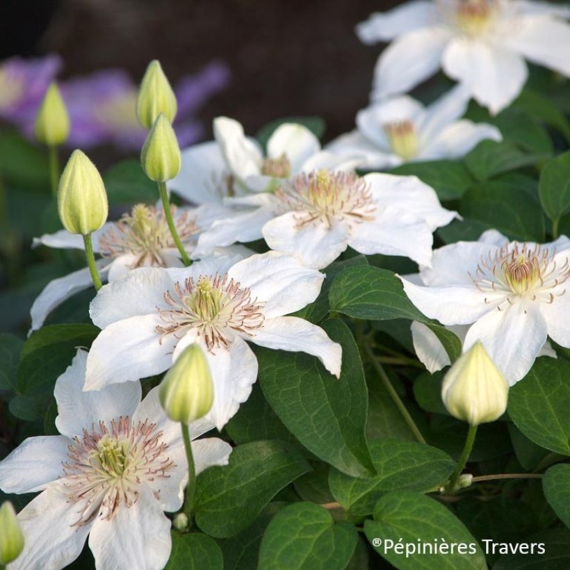 Clématite - Clematis Destiny (Floraison)