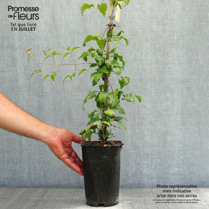 Spécimen de Clématite - Clematis Diamantina Pot de 2L/3L tel que livré en été