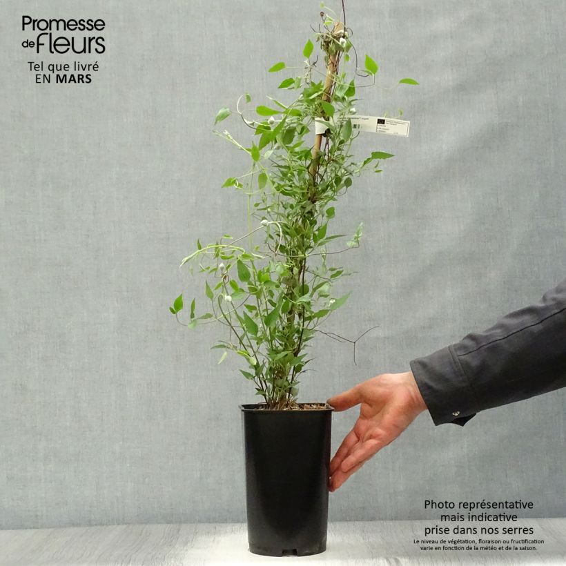 Spécimen de Clématite - Clematis Diamantina Pot de 2L/3L tel que livré au printemps
