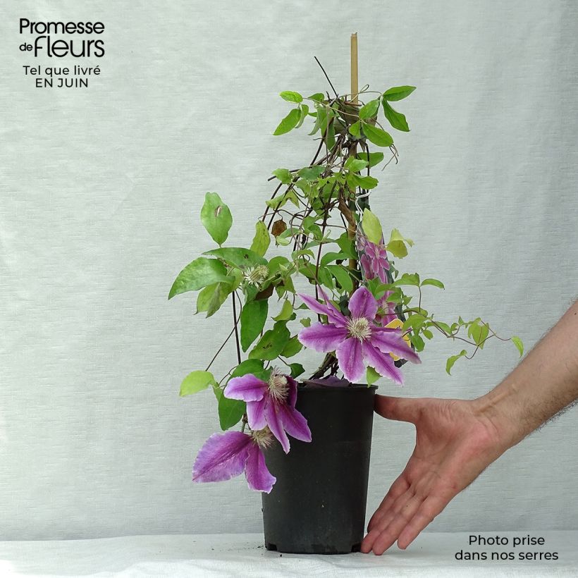Example of Clématite - Clematis Docteur Ruppel as you get in ete
