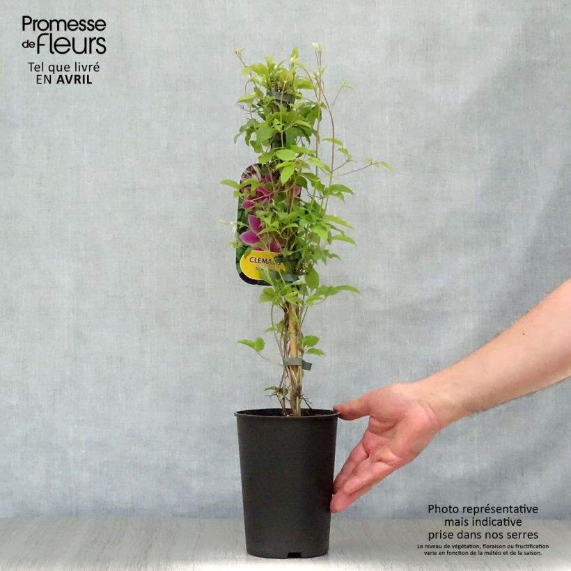 Spécimen de Clématite - Clematis Docteur Ruppel en pot de 2/3L tel que livré au printemps