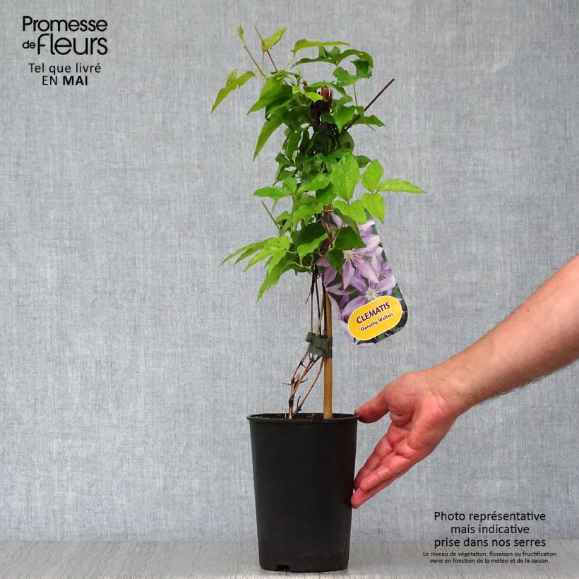 Spécimen de Clématite - Clematis Dorothy Walton Pot de 1,5L/2L tel que livré au printemps