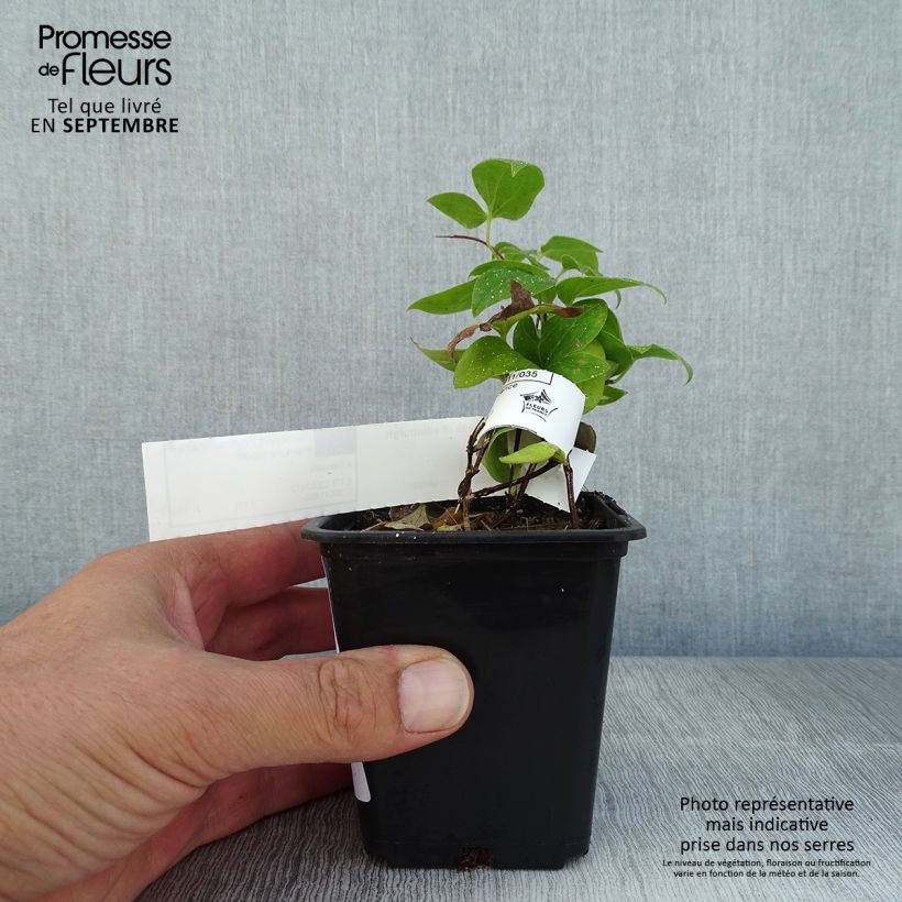 Spécimen de Clématite - Clematis Duchesse d'Edimbourg Godet de 8/9 cm tel que livré en été